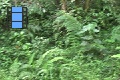Scene 17e_SATYRIDAE, Corades Enyo Corner Habitat